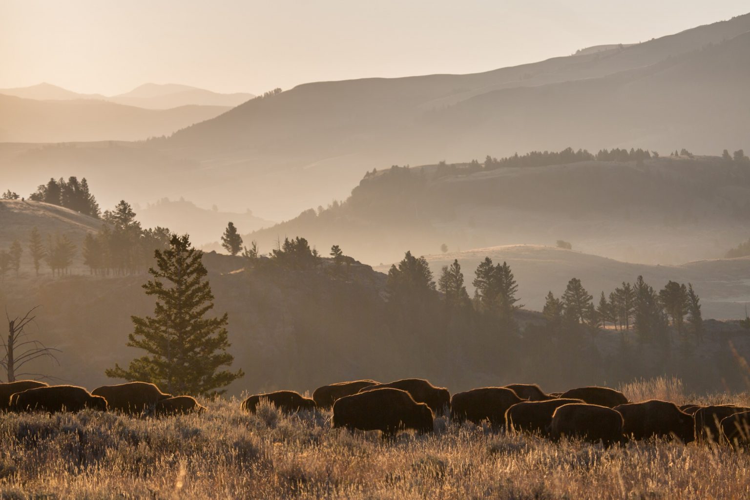 When Does Yellowstone Open? Mountain River Ranch